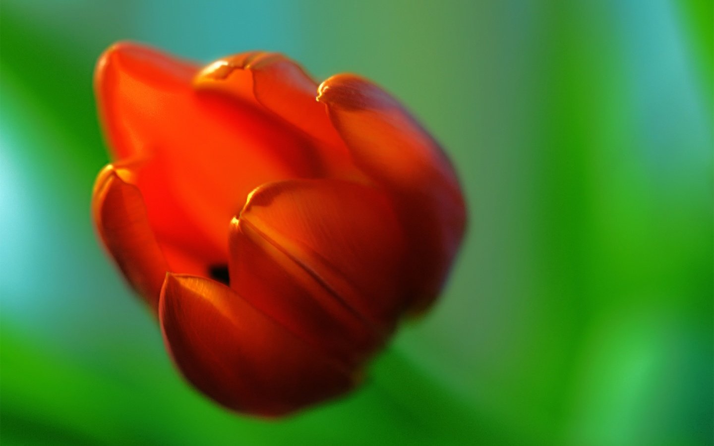 Обои макро, фон, цветок, красный, размытость, тюльпан, macro, background, flower, red, blur, tulip разрешение 1920x1200 Загрузить