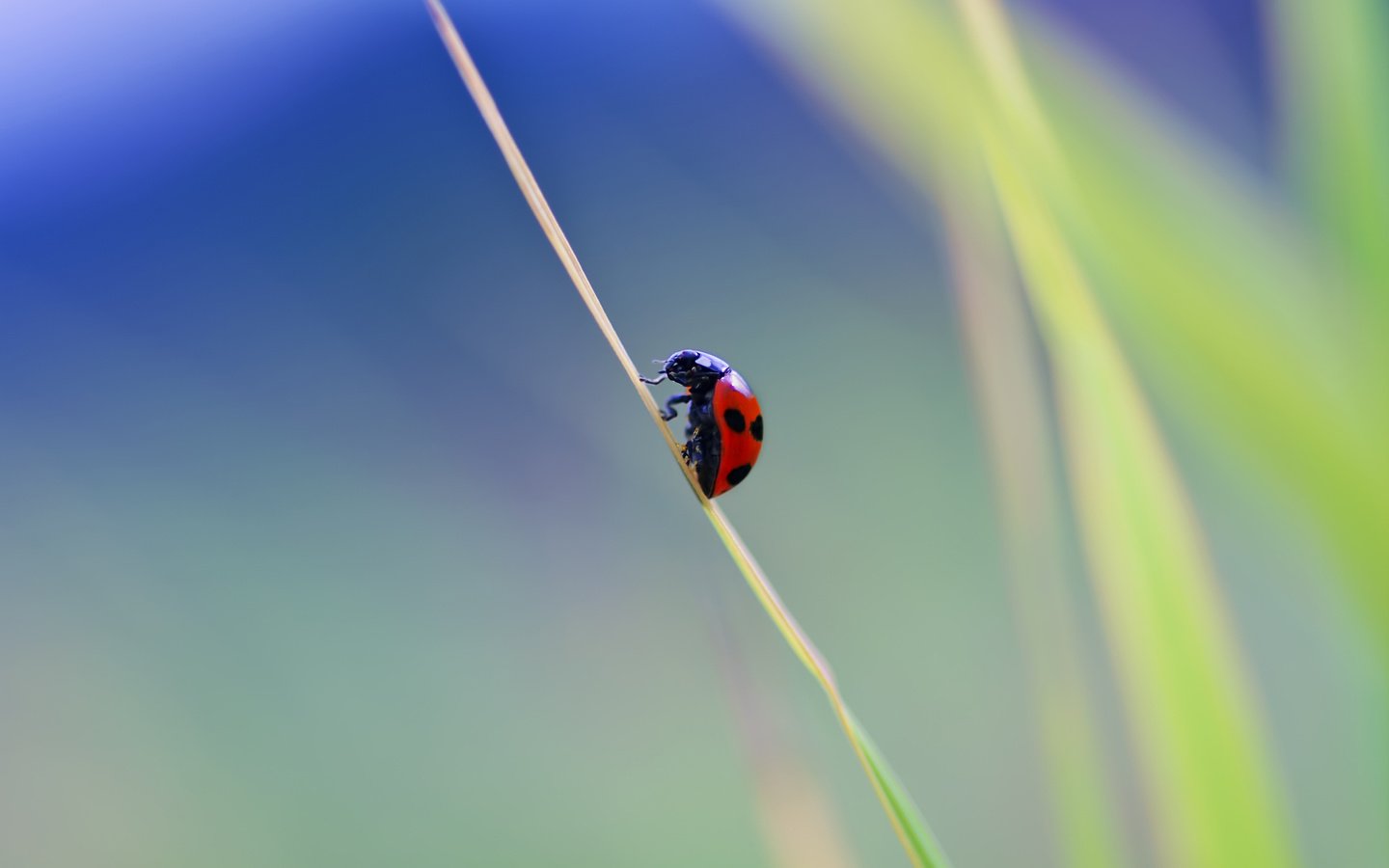 Обои природа, макро, фон, насекомые, божья коровка, травинка, nature, macro, background, insects, ladybug, a blade of grass разрешение 2560x1600 Загрузить