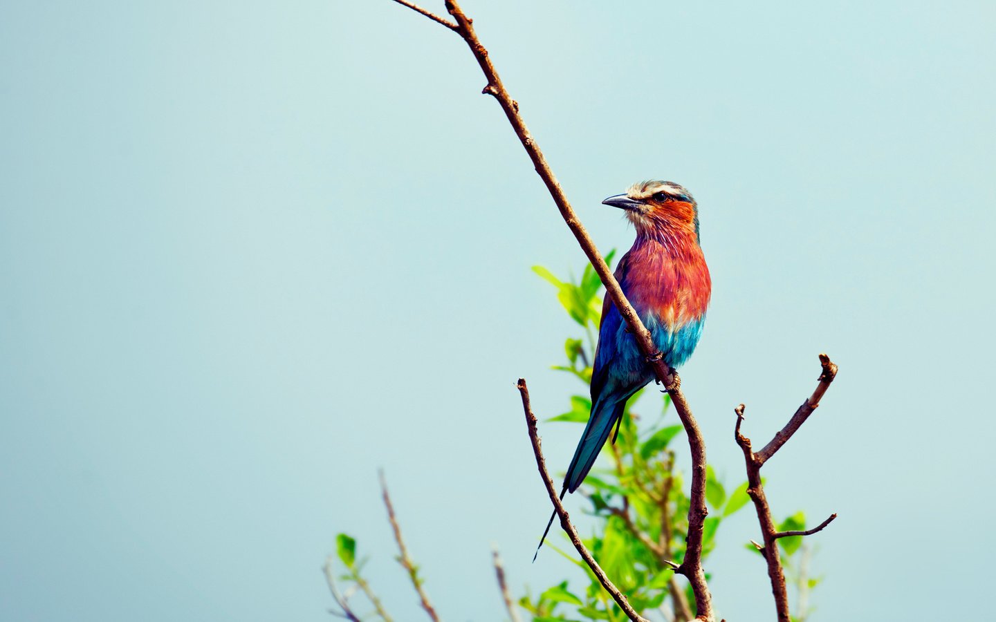 Обои ветка, листва, разноцветная, птица, красивая, branch, foliage, colorful, bird, beautiful разрешение 1920x1320 Загрузить