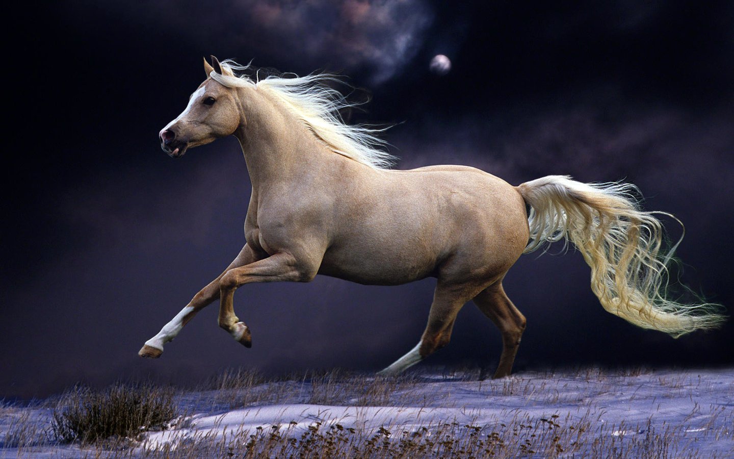Обои небо, лошадь, ночь, снег, конь, грива, хвост, галоп, the sky, horse, night, snow, mane, tail, gallop разрешение 1920x1080 Загрузить