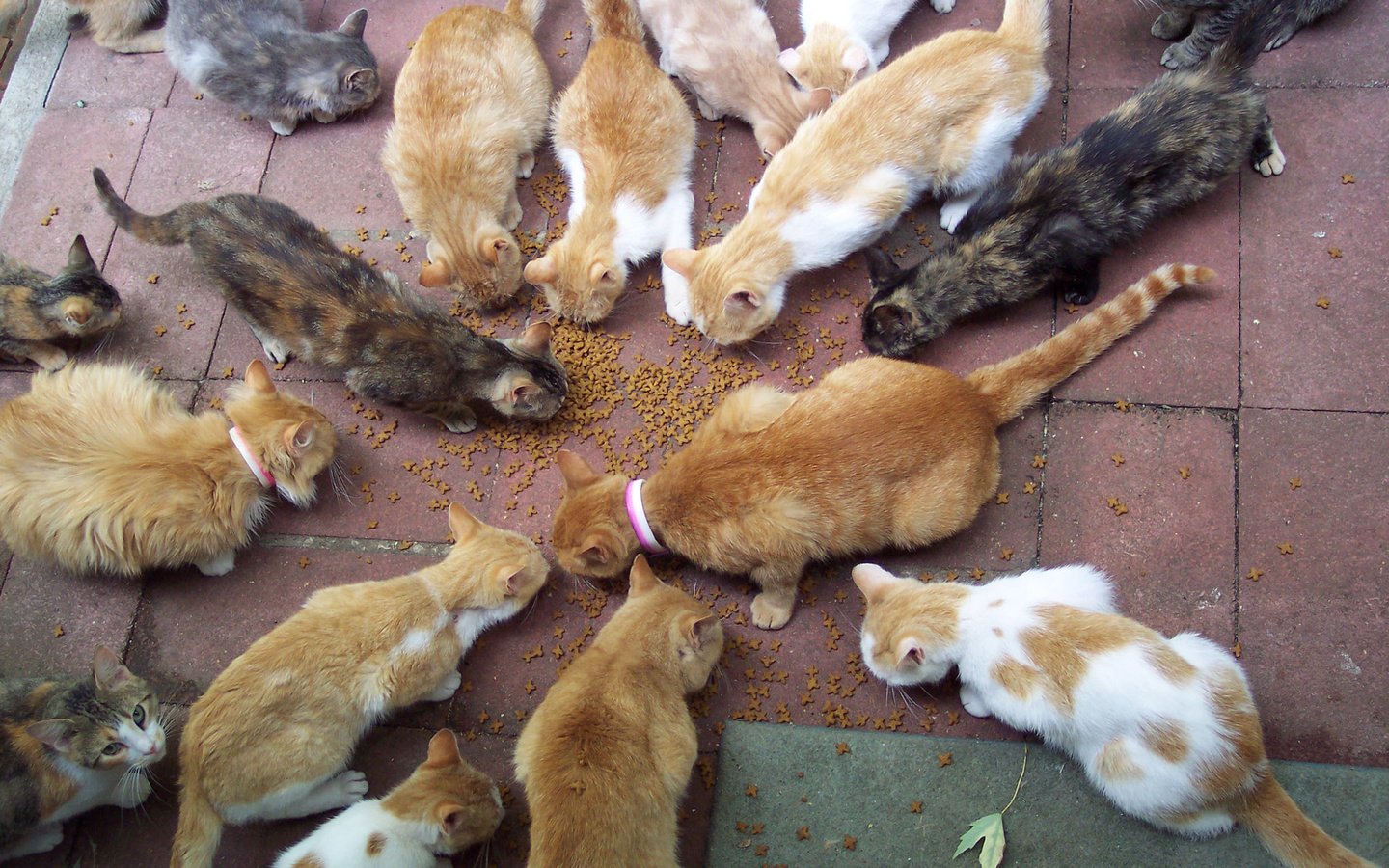 Обои кошки, корм, бродячие, бездомные, большая семья, cats, food, stray, homeless, big family разрешение 1920x1200 Загрузить