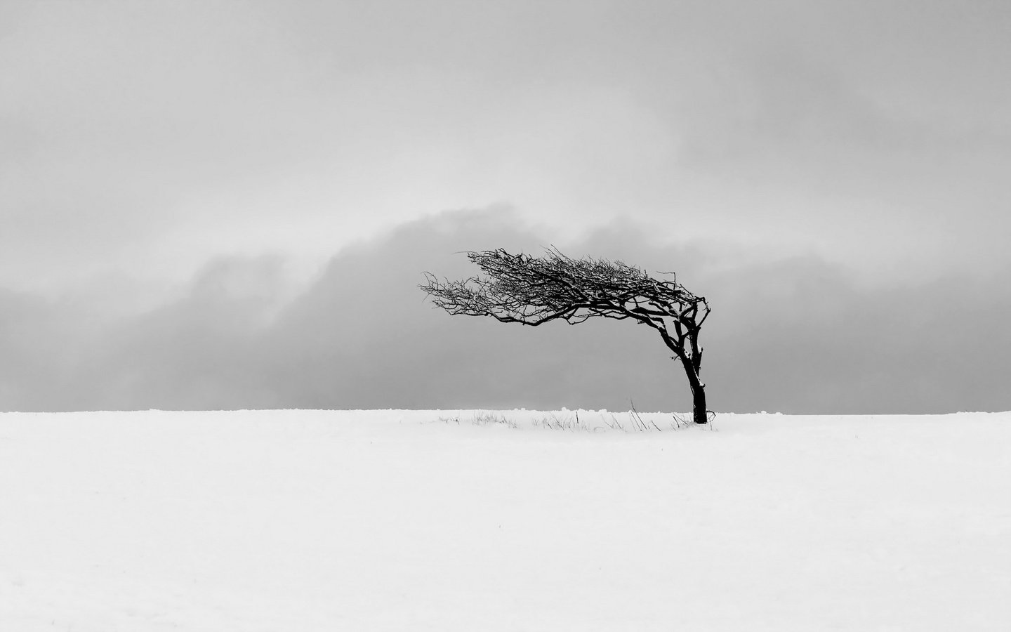 Обои снег, дерево, поле, м, snow, tree, field, m разрешение 1920x1200 Загрузить