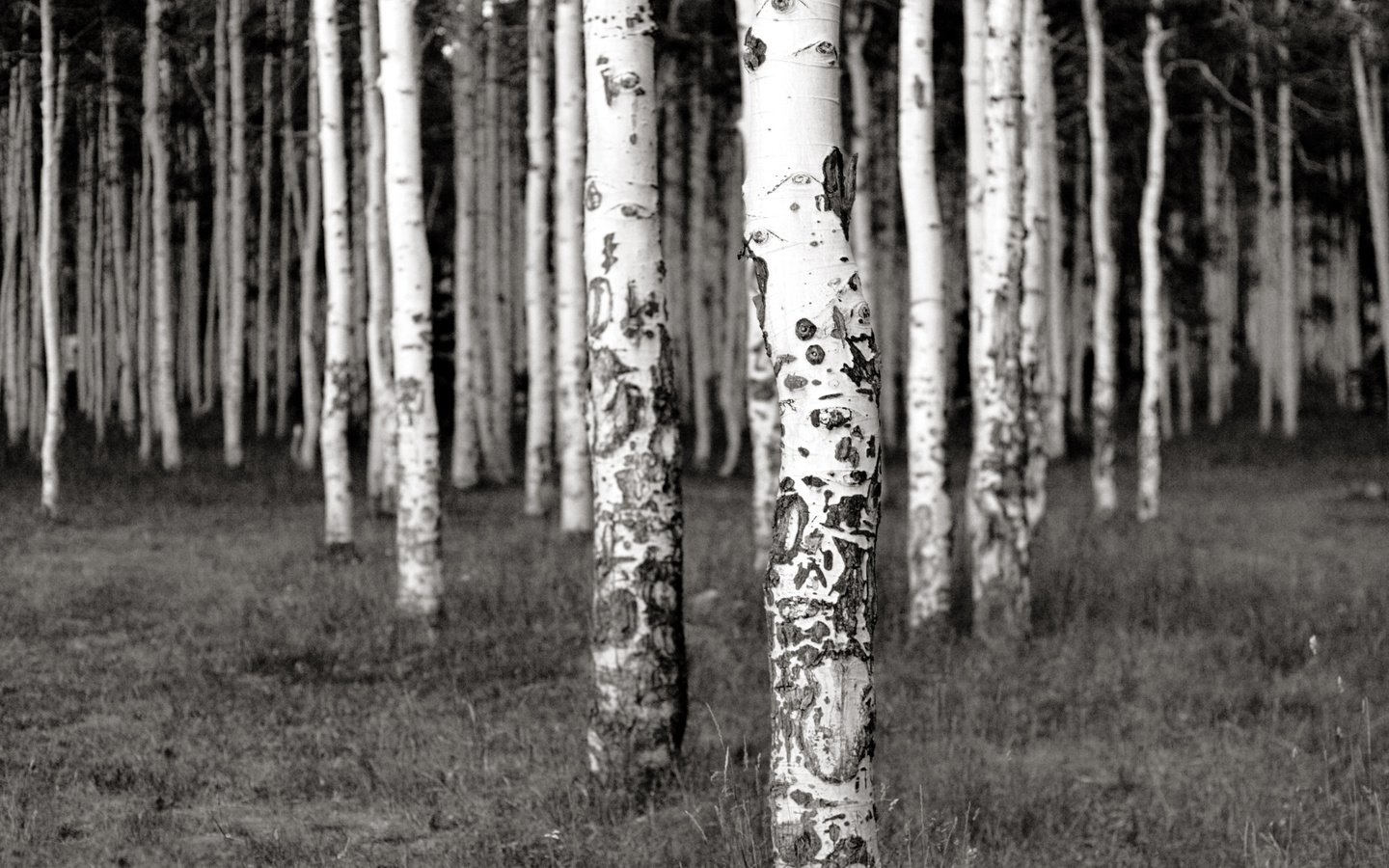 Обои трава, деревья, лес, березы, чёрно-белое, роща, grass, trees, forest, birch, black and white, grove разрешение 2560x1600 Загрузить