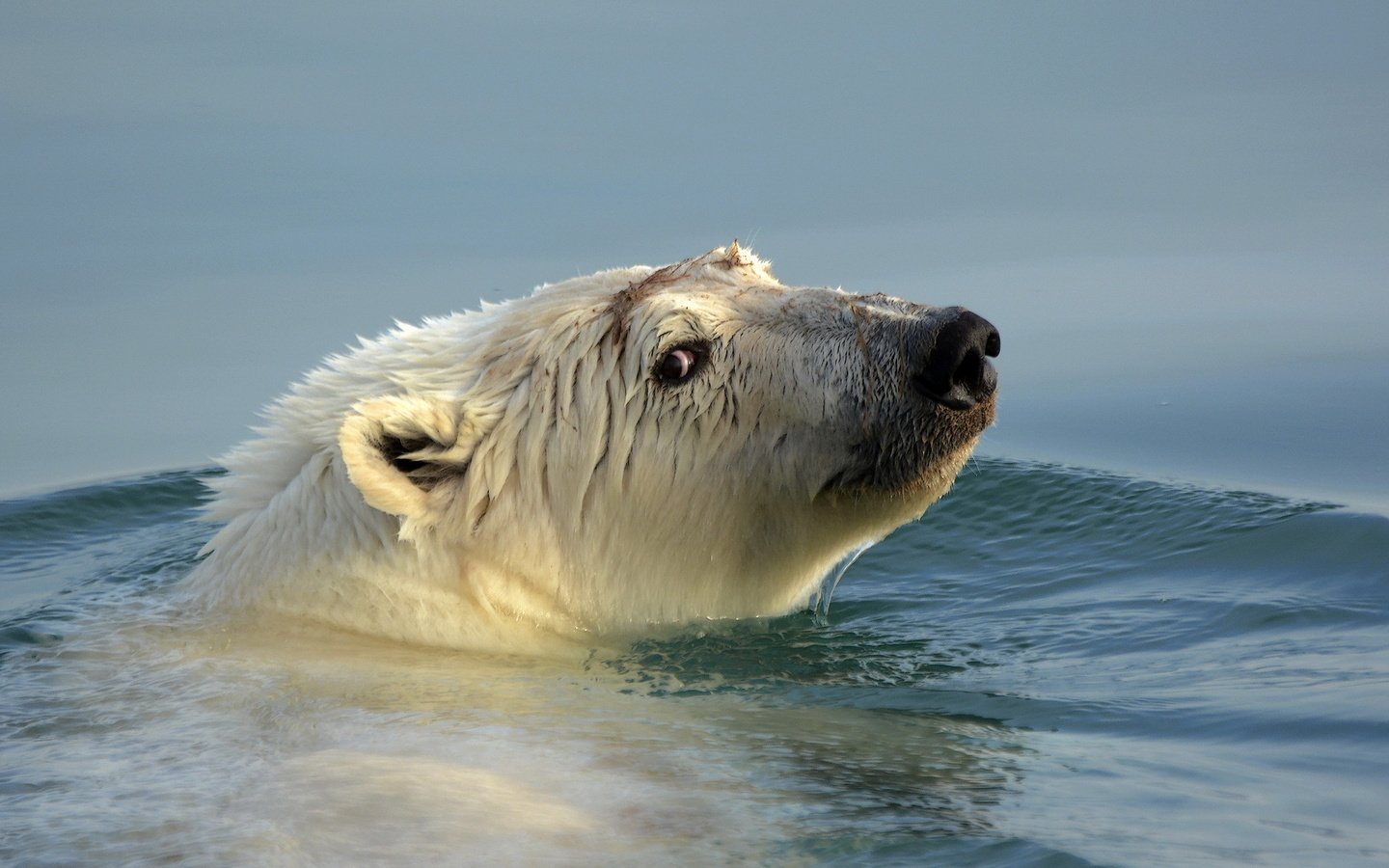 Обои вода, медведь, голова, белый медведь, water, bear, head, polar bear разрешение 1920x1200 Загрузить