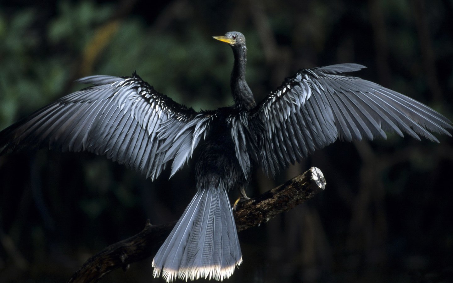 Обои дерево, фон, крылья, птица, черная, anhinga, змеешейка, tree, background, wings, bird, black, darter разрешение 1920x1080 Загрузить