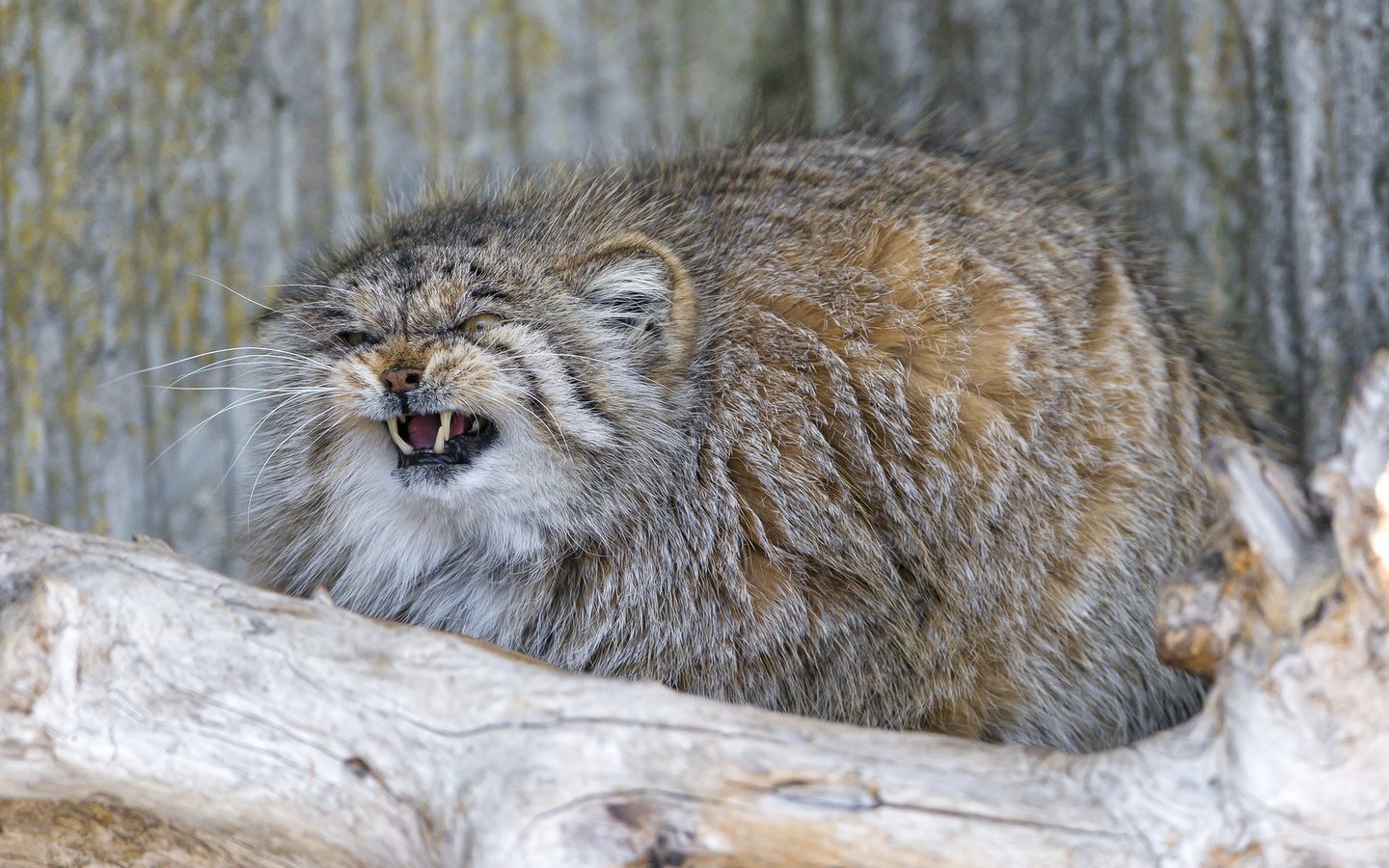 Обои кошка, пушистый, клыки, манул, злой, ctambako the jaguar, cat, fluffy, fangs, manul, evil разрешение 1920x1200 Загрузить