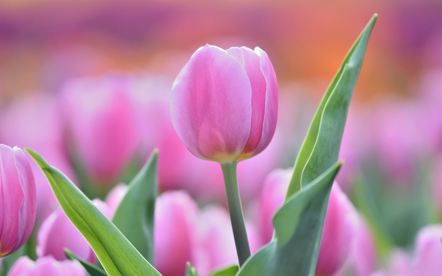 Обои цветы, бутон, розовый, нежность, тюльпан, flowers, bud, pink, tenderness, tulip разрешение 2048x1320 Загрузить