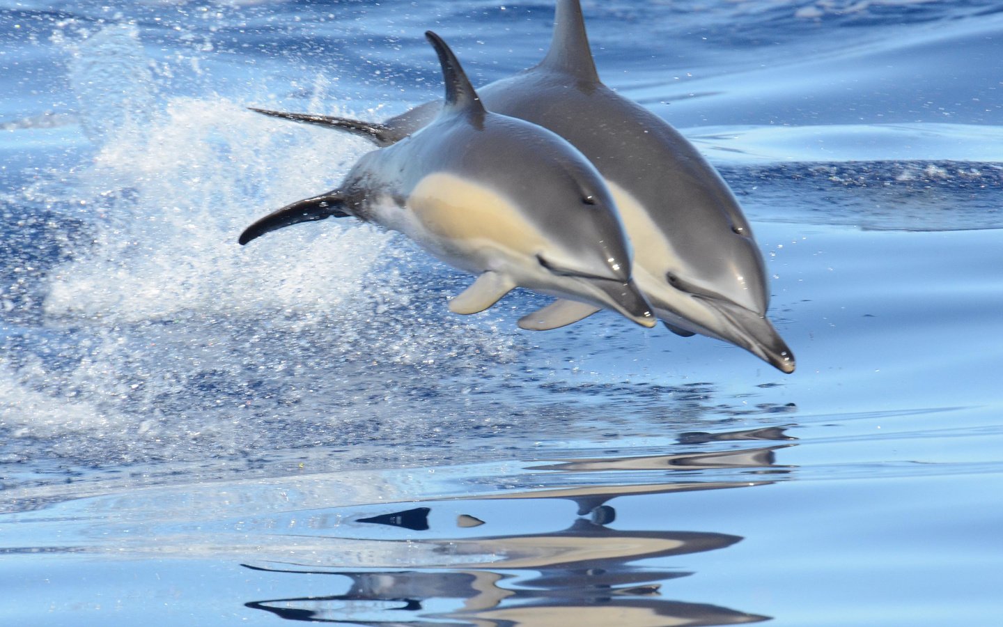 Обои море, брызги, прыжок, пара, дельфины, sea, squirt, jump, pair, dolphins разрешение 2048x1356 Загрузить