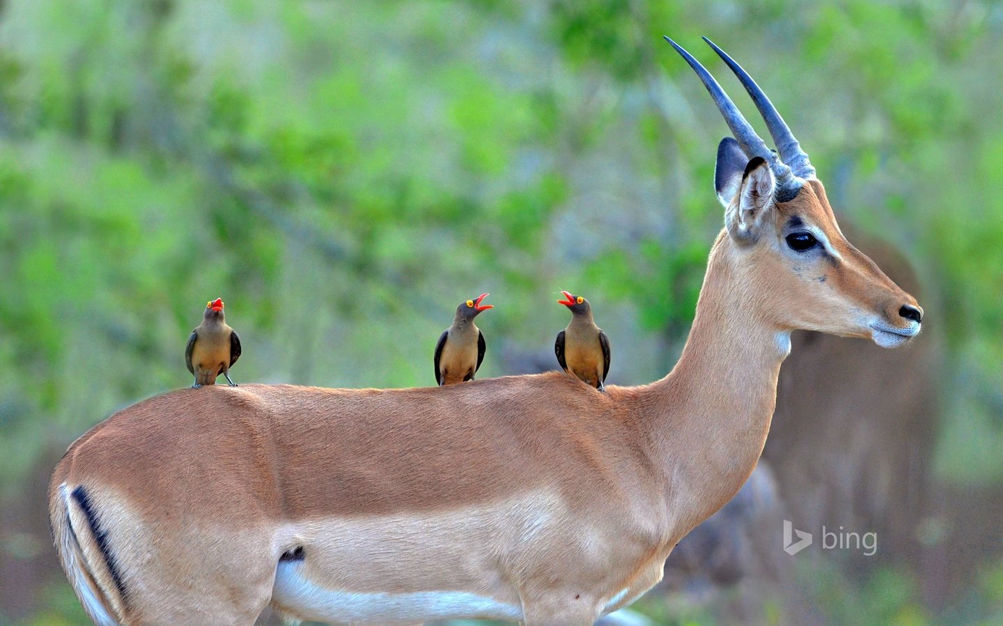 Обои цвет, чернопятая, африка, импала, птицы, red-billed oxpecker, клюв, рога, юар, антилопа, национальный парк крюгера, color, charapata, africa, impala, birds, beak, horns, south africa, antelope, kruger national park разрешение 1920x1200 Загрузить