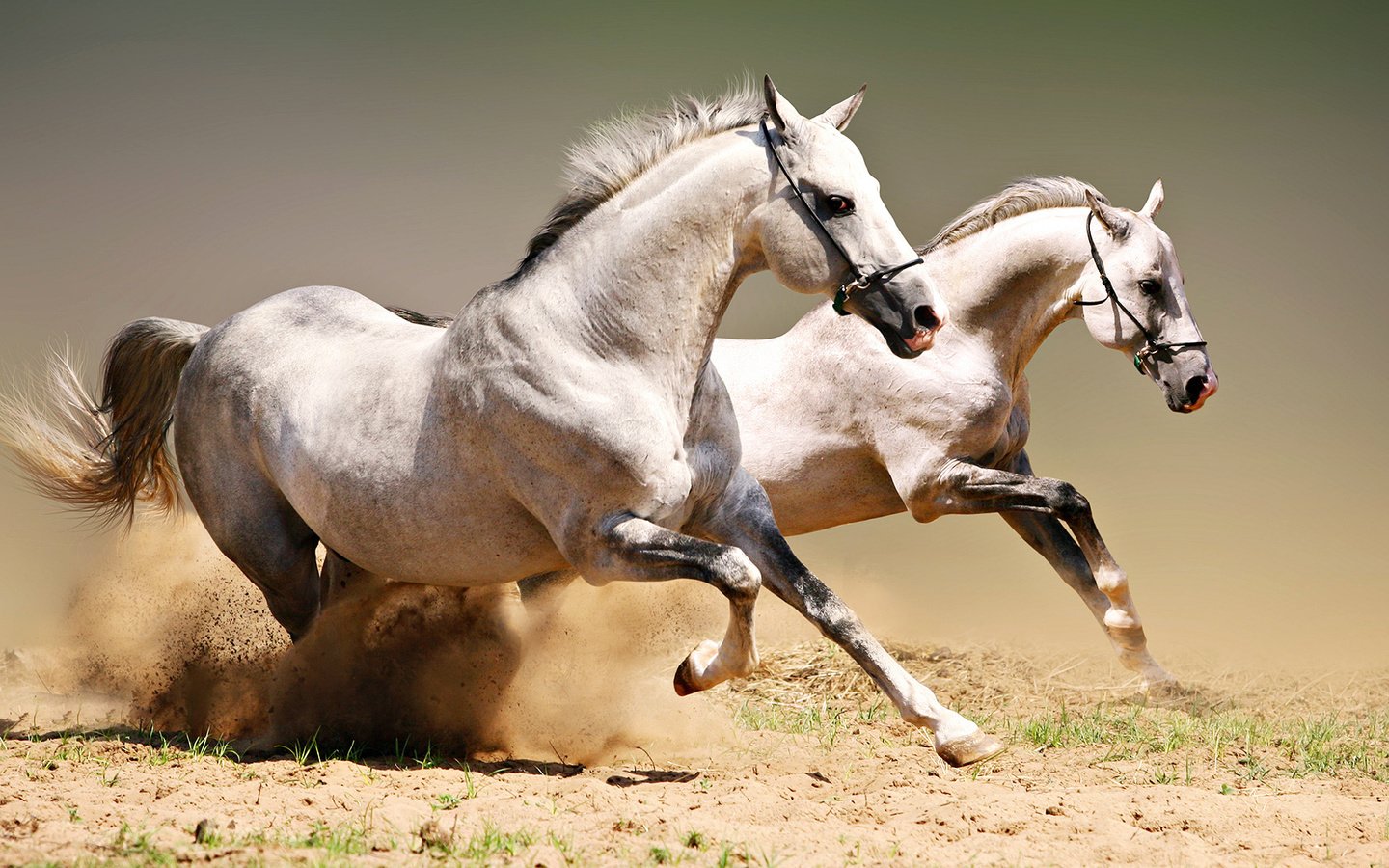 Обои пара, лошади, кони, пыль, грива, бег, копыта, красавцы, pair, horse, horses, dust, mane, running, hooves, handsome разрешение 1920x1080 Загрузить