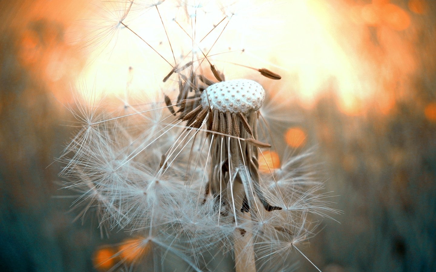 Обои цветок, одуванчик, стебель, боке, flower, dandelion, stem, bokeh разрешение 4288x3216 Загрузить