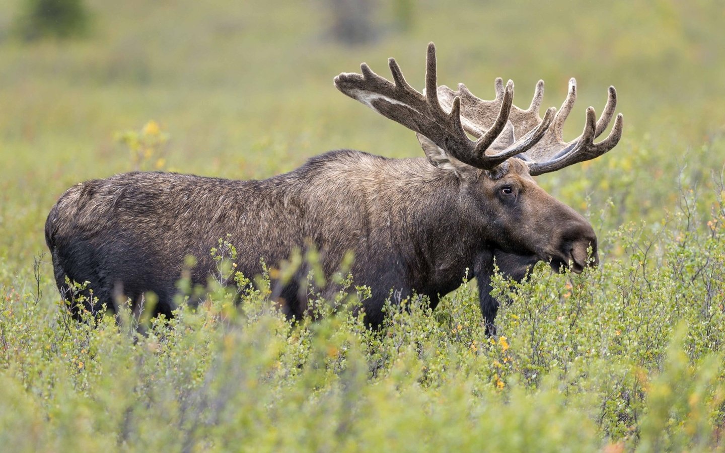 Обои трава, рога, лось, сохатый, grass, horns, moose, elk разрешение 2000x1192 Загрузить