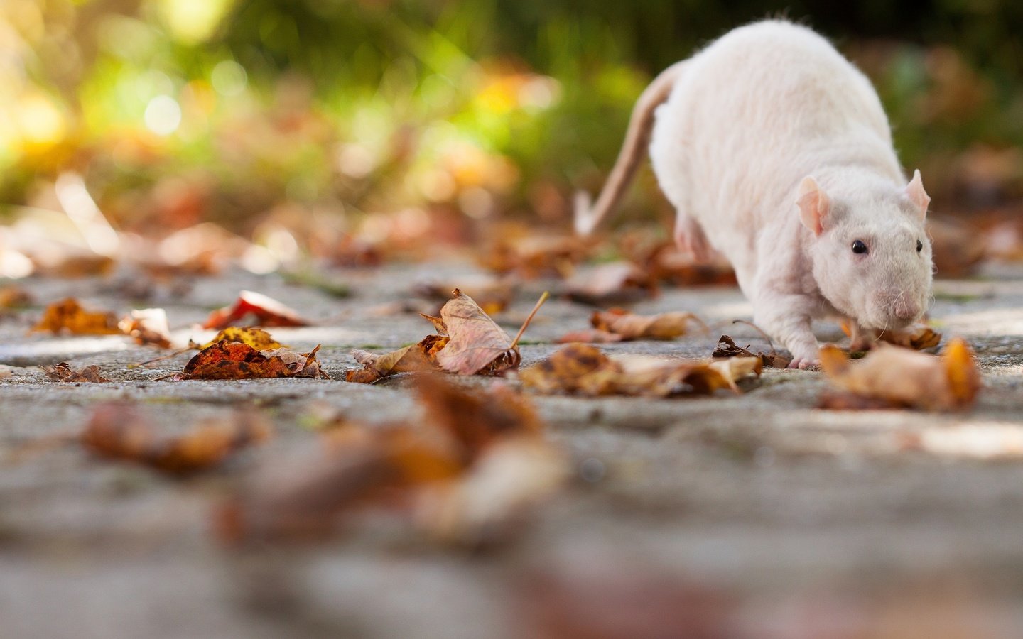 Обои листья, крыса, грызун, крыска, leaves, rat, rodent разрешение 2560x1707 Загрузить