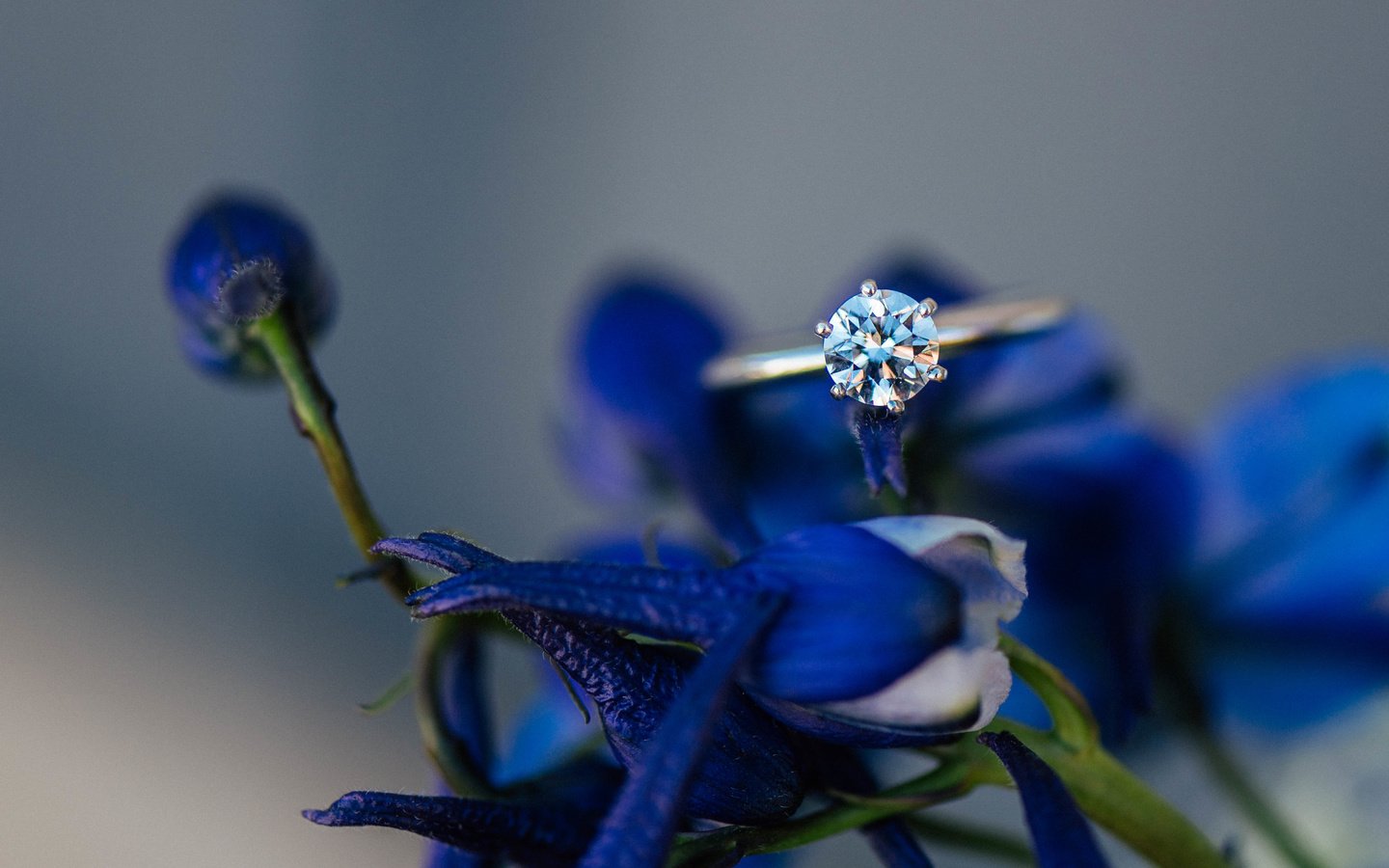Обои цветы, лепестки, камень, кольцо, синие, обручальное, flowers, petals, stone, ring, blue, wedding разрешение 5224x3487 Загрузить