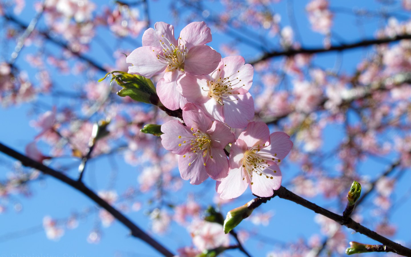 Обои небо, ветка, цветение, весна, the sky, branch, flowering, spring разрешение 4704x3136 Загрузить