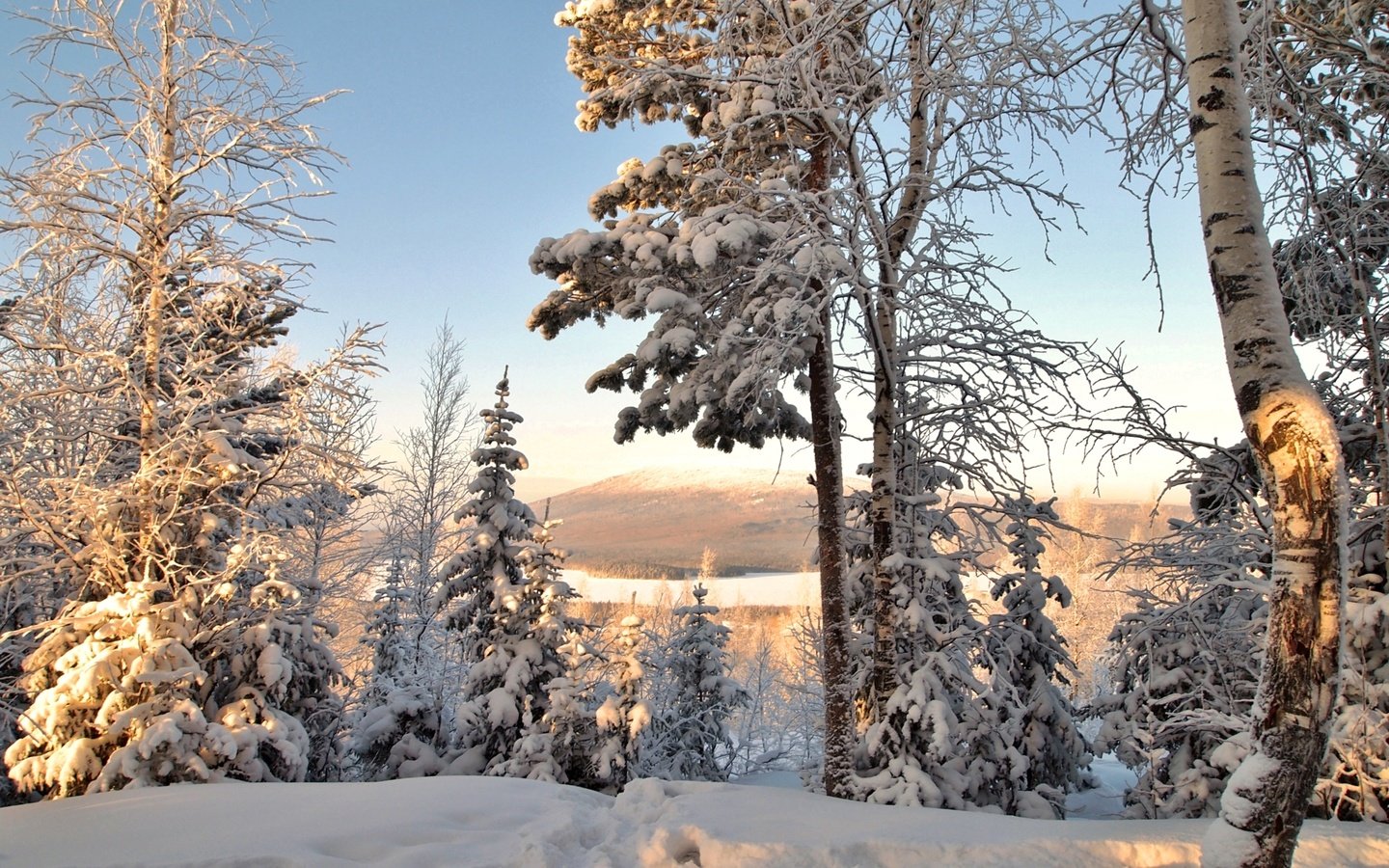 Обои деревья, снег, зима, ель, береза, trees, snow, winter, spruce, birch разрешение 2400x1570 Загрузить