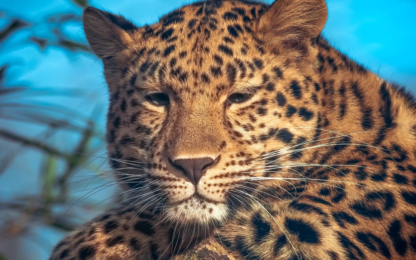 Обои портрет, леопард, пятна, portrait, leopard, spot разрешение 2048x1152 Загрузить