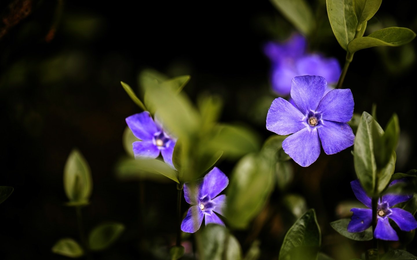 Обои макро, фиолетовый, барвинок, macro, purple, periwinkle разрешение 2048x1367 Загрузить