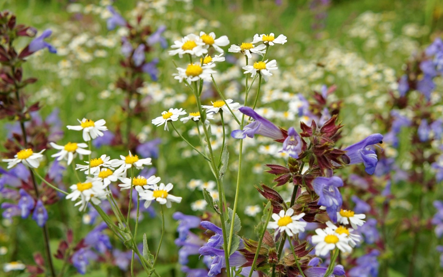 Обои лето, луг, ромашки, полевые цветы, summer, meadow, chamomile, wildflowers разрешение 2400x1597 Загрузить