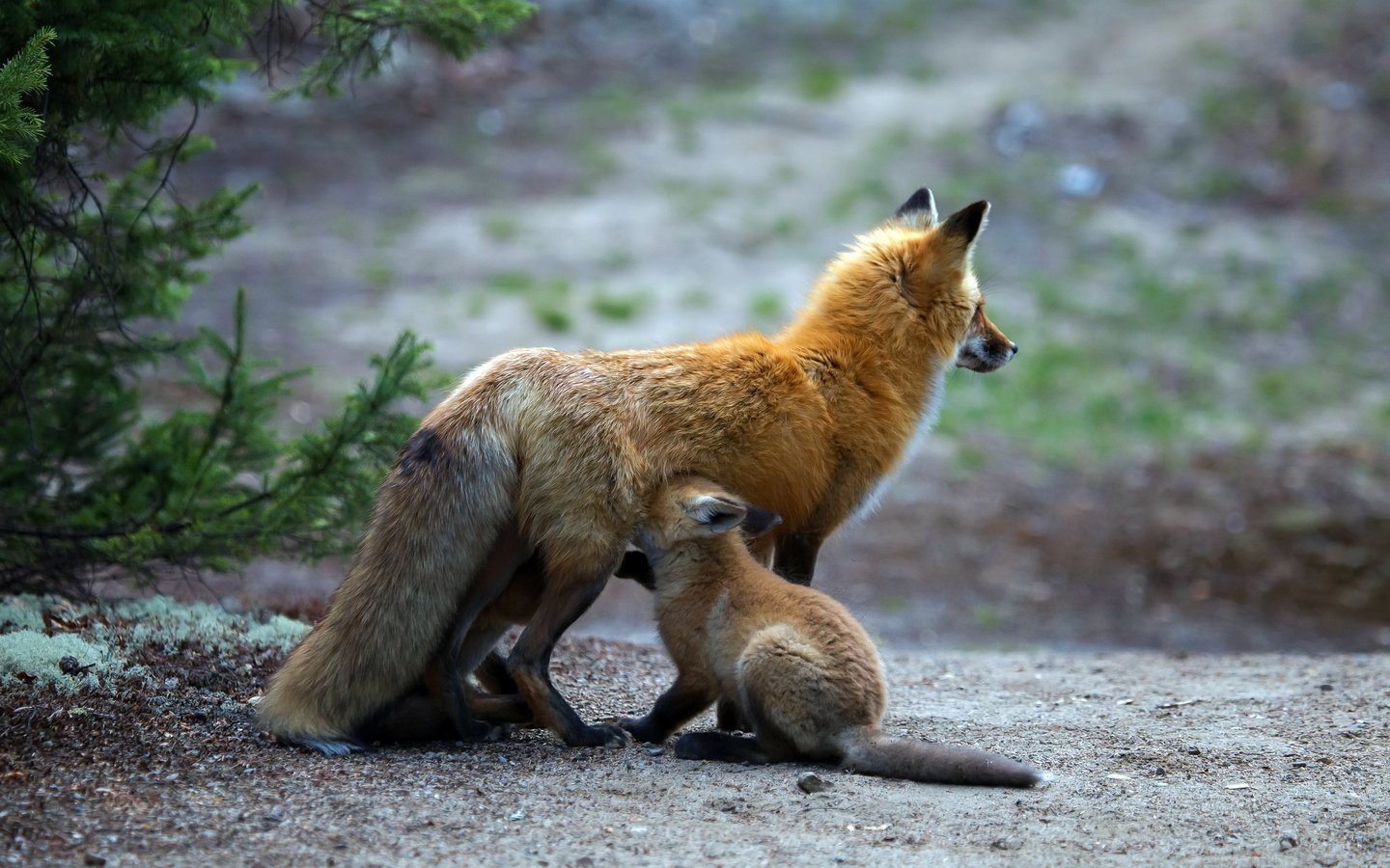 Обои природа, фон, лиса, детеныш, лисенок, лисы, nature, background, fox, cub разрешение 2048x1404 Загрузить