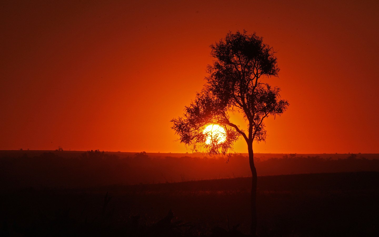 Обои небо, солнце, дерево, закат, силуэт, the sky, the sun, tree, sunset, silhouette разрешение 2048x1266 Загрузить