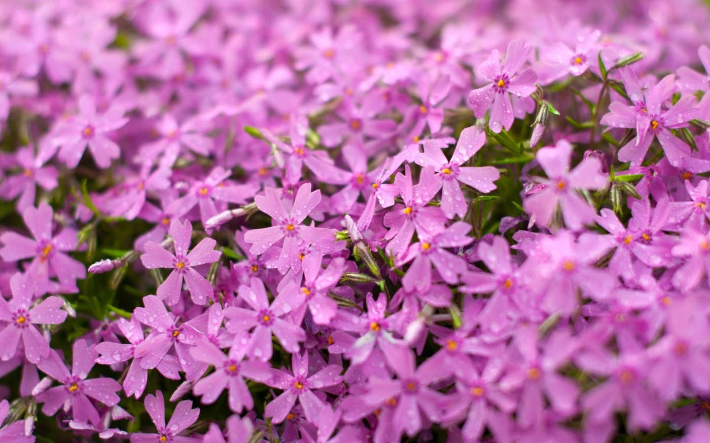 Обои цветы, макро, розовые, флоксы, flowers, macro, pink, phlox разрешение 3000x1993 Загрузить