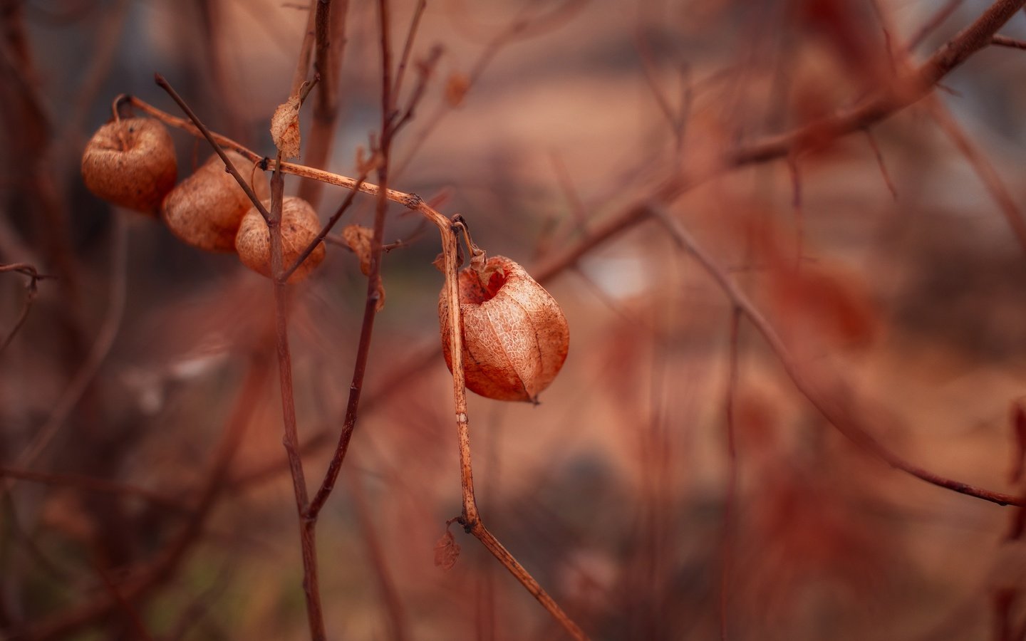 Обои природа, макро, цветок, ветки, растение, физалис, nature, macro, flower, branches, plant, physalis разрешение 5472x3648 Загрузить