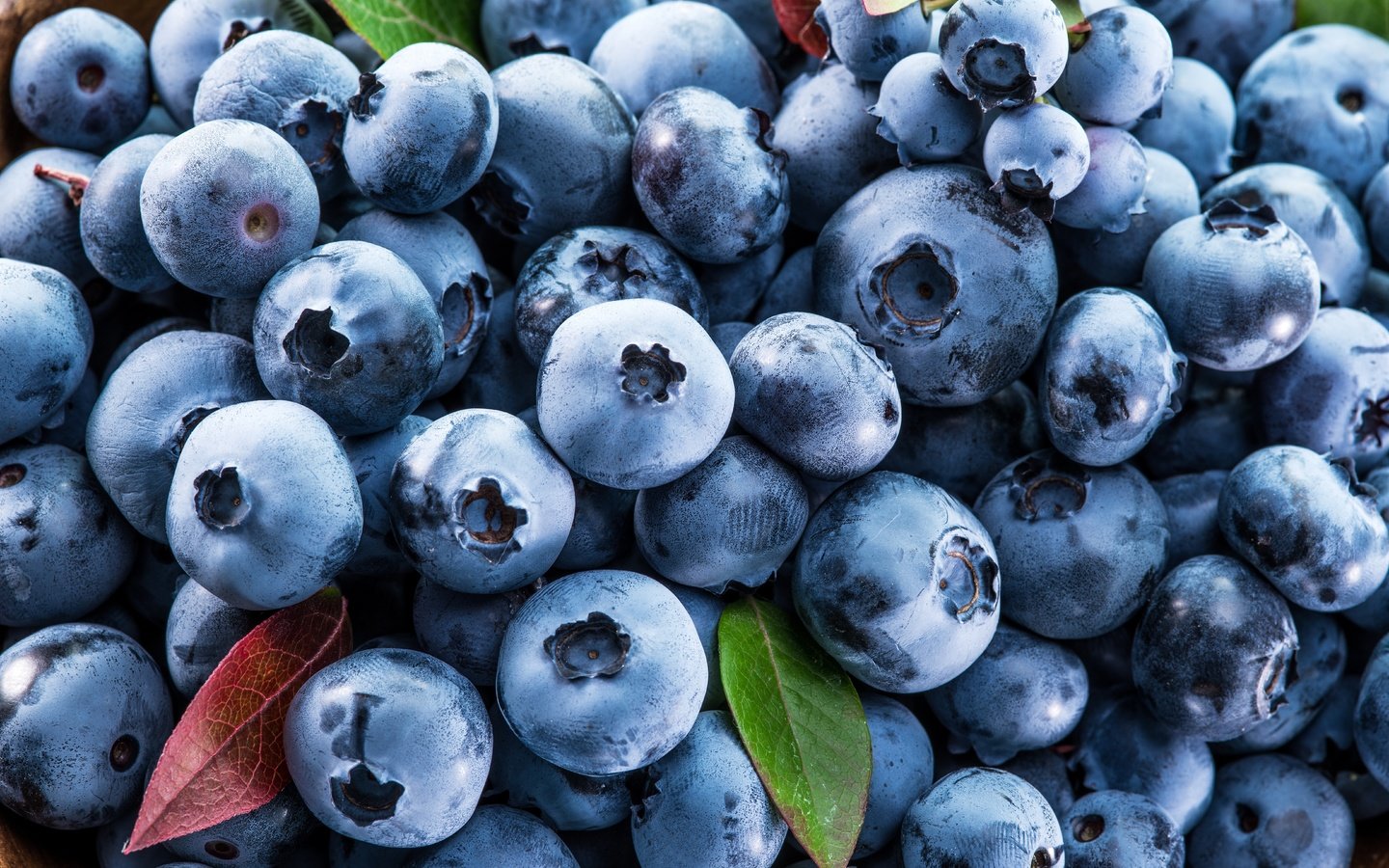 Обои ягоды, лесные ягоды, черника, голубика, парное, черничный, berries, blueberries, fresh, blueberry разрешение 7777x6133 Загрузить