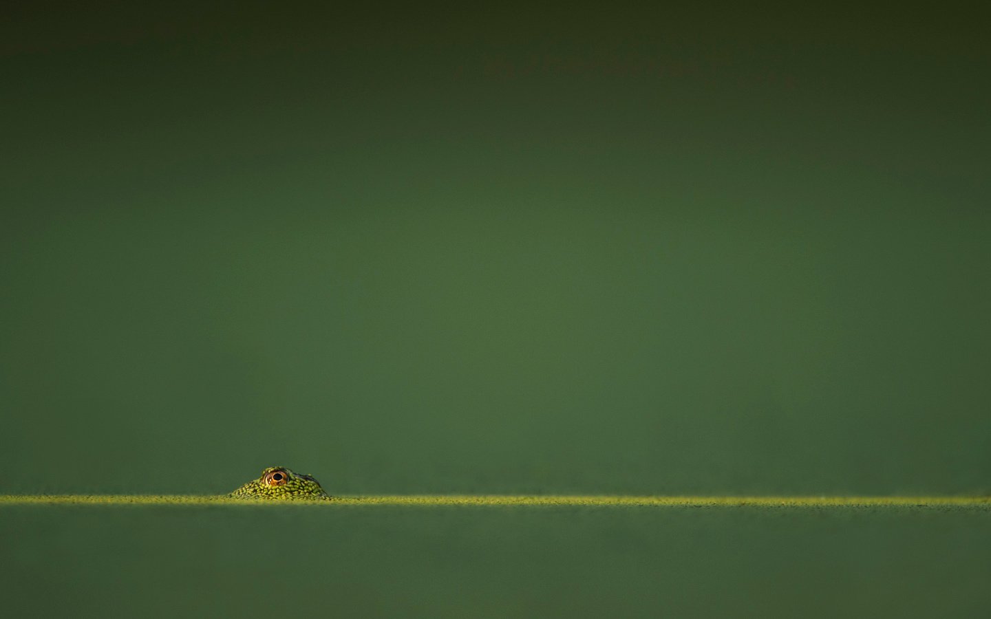 Обои вода, фон, лягушка, ray hennessy, water, background, frog разрешение 3132x2085 Загрузить