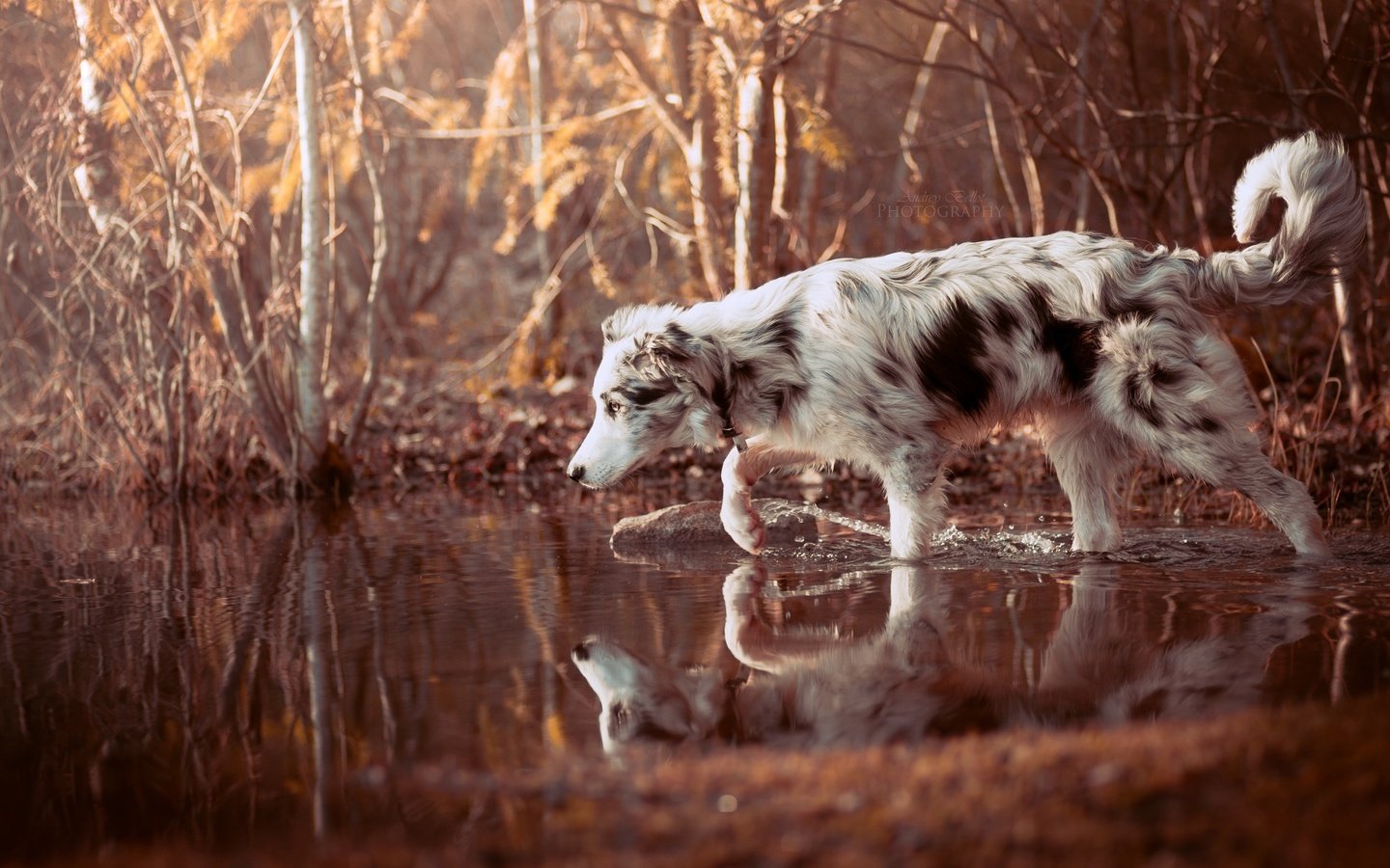 Обои вода, природа, лес, отражение, собака, прогулка, друг, бордер-колли, water, nature, forest, reflection, dog, walk, each, the border collie разрешение 2560x1707 Загрузить