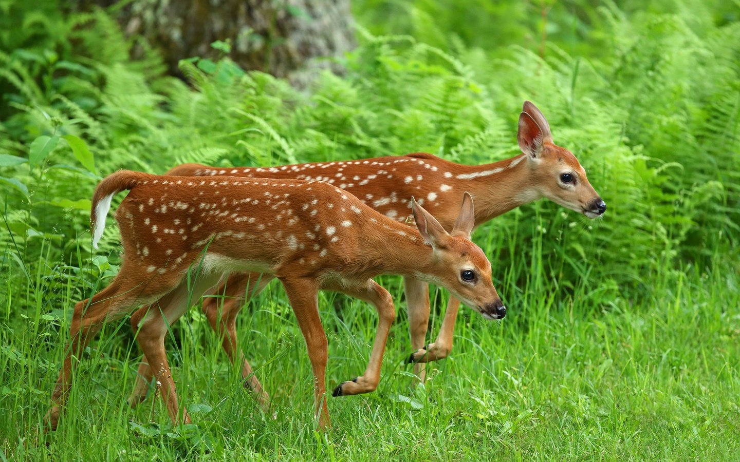 Обои трава, олень, животные, олени, папоротник, оленята, grass, deer, animals, fern, fawns разрешение 2048x1365 Загрузить