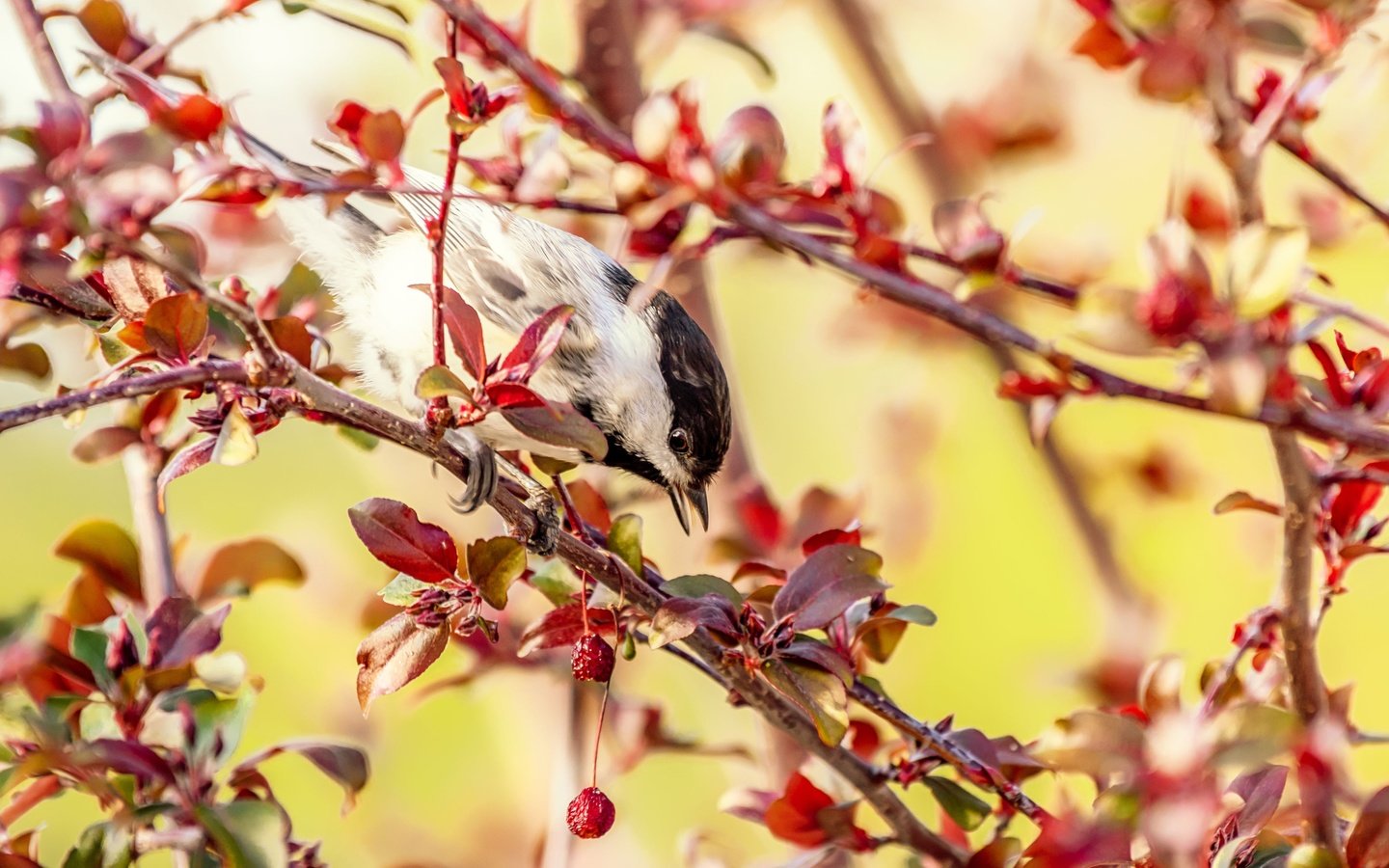 Обои дерево, ветки, птица, плоды, яблоня, синица, tree, branches, bird, fruit, apple, tit разрешение 3840x2560 Загрузить