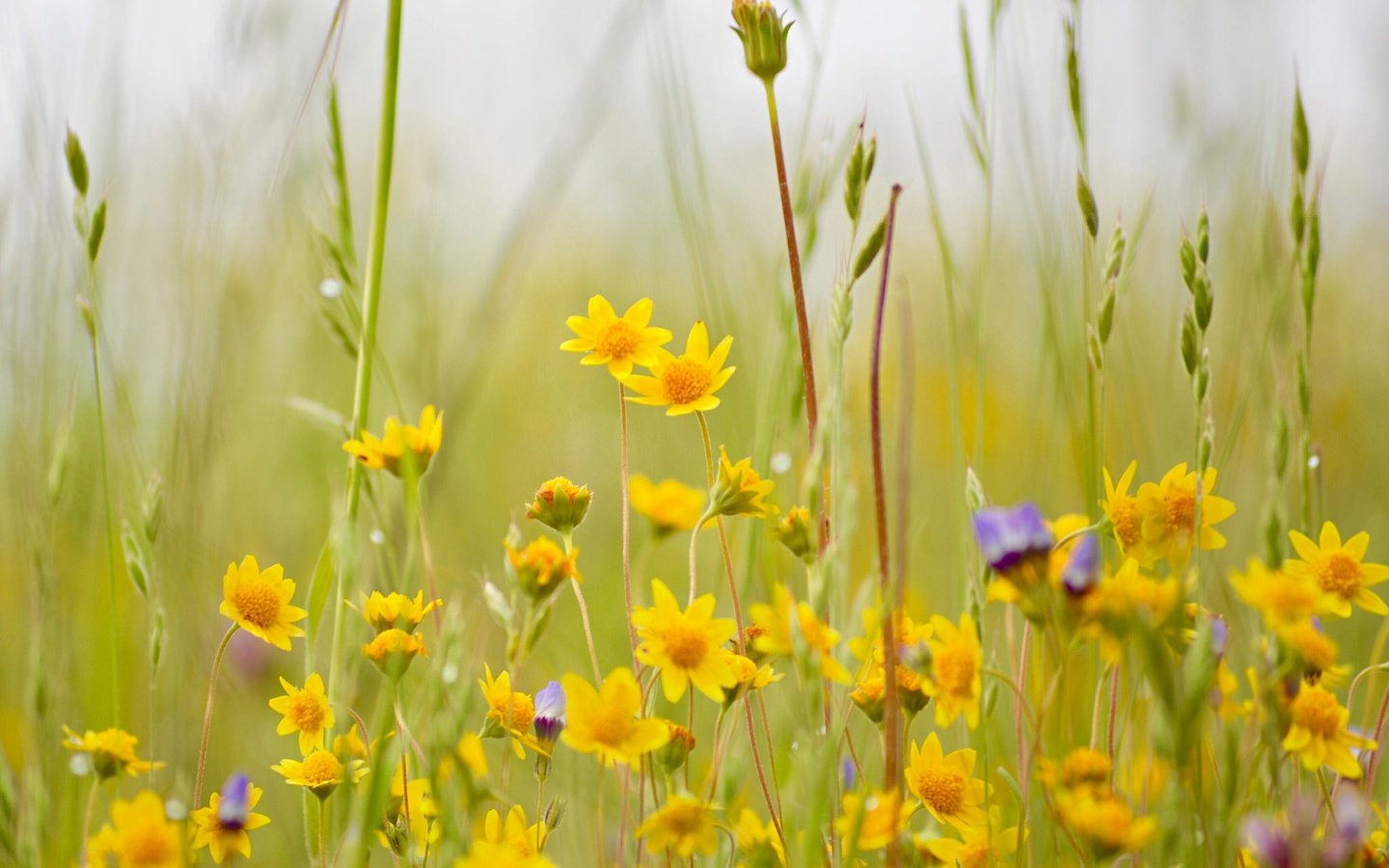 Обои цветы, трава, луг, полевые цветы, боке, flowers, grass, meadow, wildflowers, bokeh разрешение 2048x1362 Загрузить