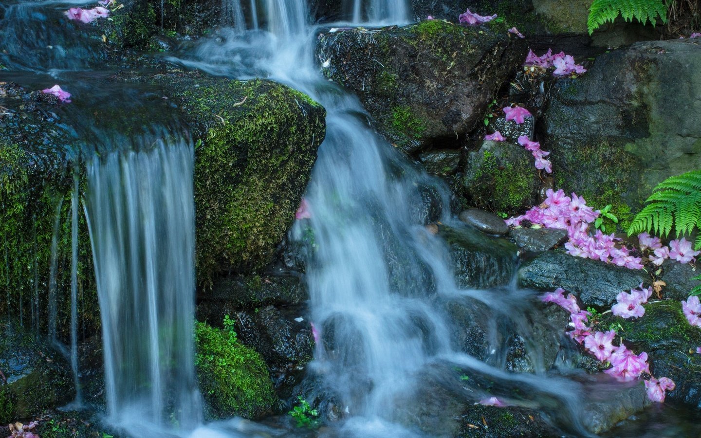 Обои цветы, вода, камни, поток, мох, flowers, water, stones, stream, moss разрешение 2048x1365 Загрузить