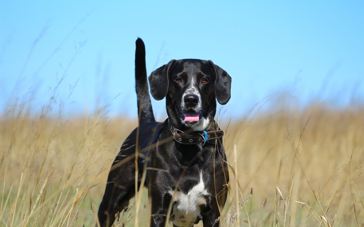 Обои взгляд, собака, травка, ошейник, язык, степь, хвост, look, dog, weed, collar, language, the steppe, tail разрешение 1920x1280 Загрузить