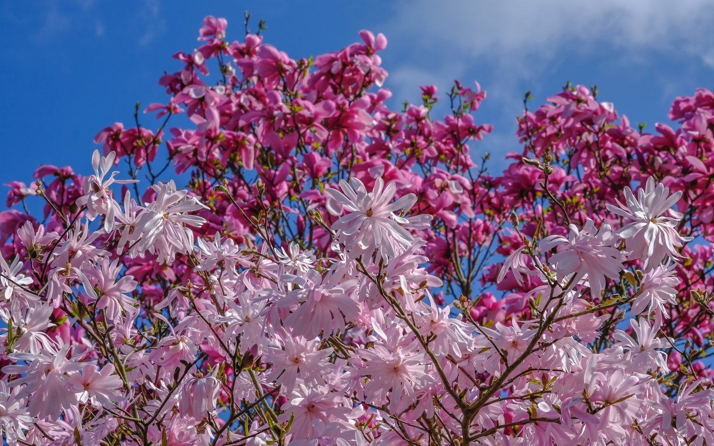 Обои небо, деревья, цветение, весна, магнолия, jazzmatica, the sky, trees, flowering, spring, magnolia разрешение 3000x1948 Загрузить