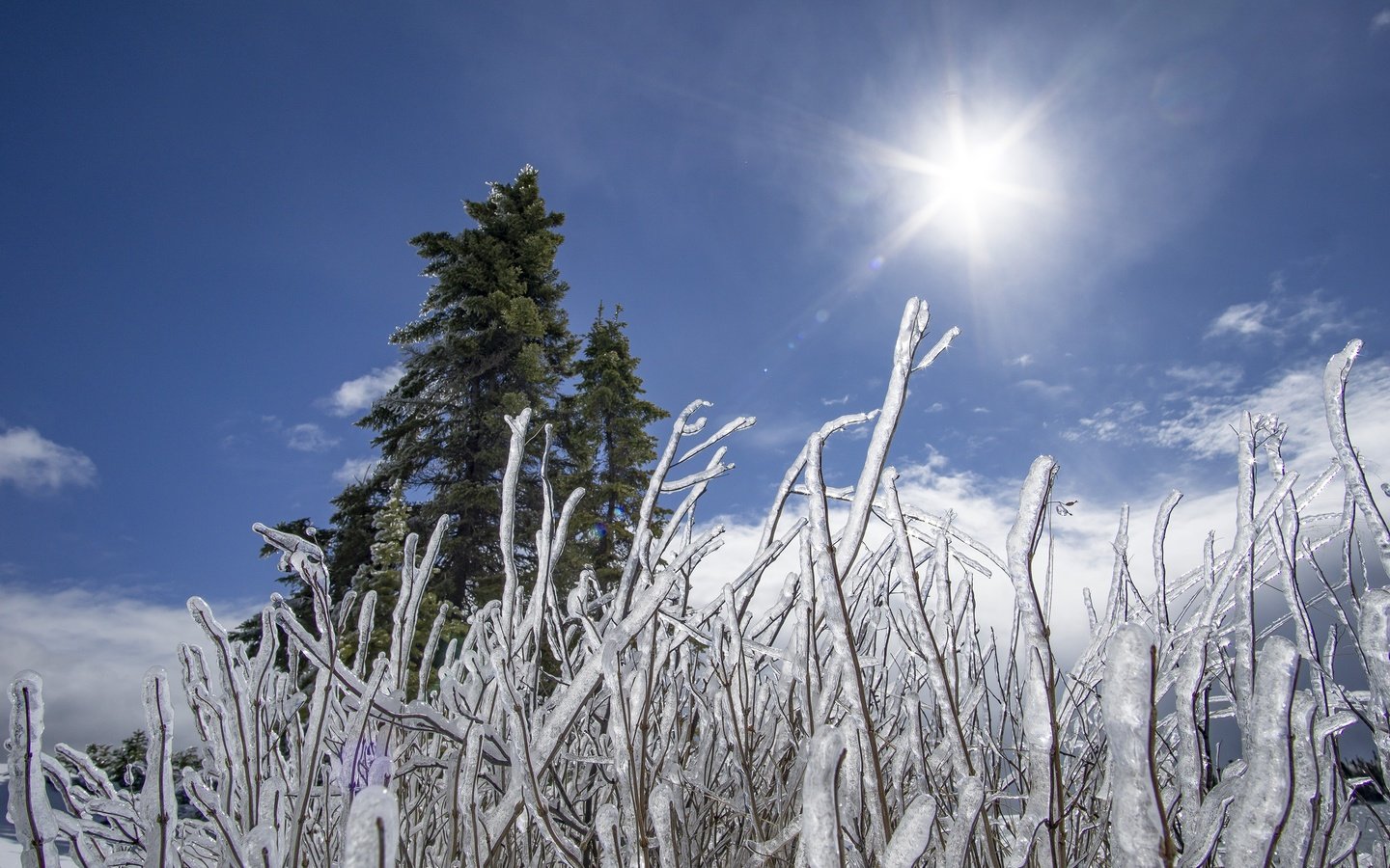 Обои небо, трава, природа, дерево, растения, фон, лёд, холод, the sky, grass, nature, tree, plants, background, ice, cold разрешение 3000x2000 Загрузить