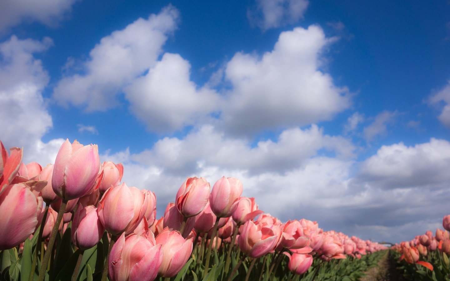 Обои небо, цветы, облака, природа, весна, тюльпаны, the sky, flowers, clouds, nature, spring, tulips разрешение 2048x1218 Загрузить