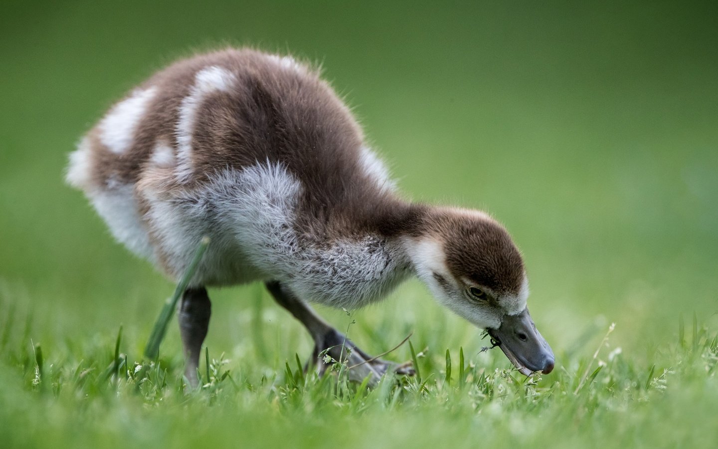 Обои птенец, птица, травка, гусь, боке, гусенок, chick, bird, weed, goose, bokeh, gosling разрешение 2048x1365 Загрузить