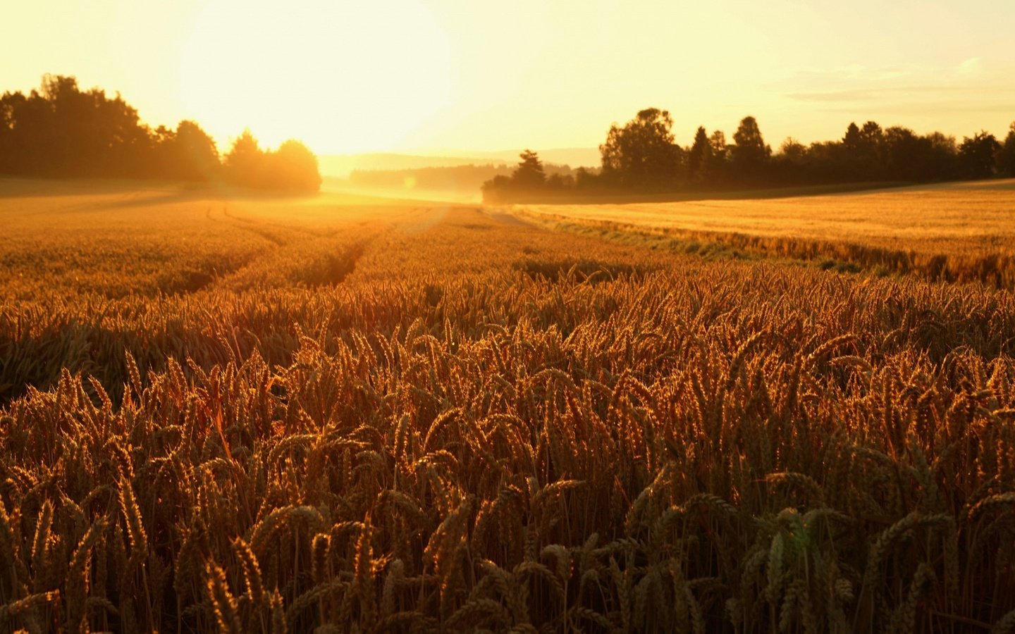Обои восход, природа, пейзаж, поле, колосья, пшеница, sunrise, nature, landscape, field, ears, wheat разрешение 1920x1200 Загрузить