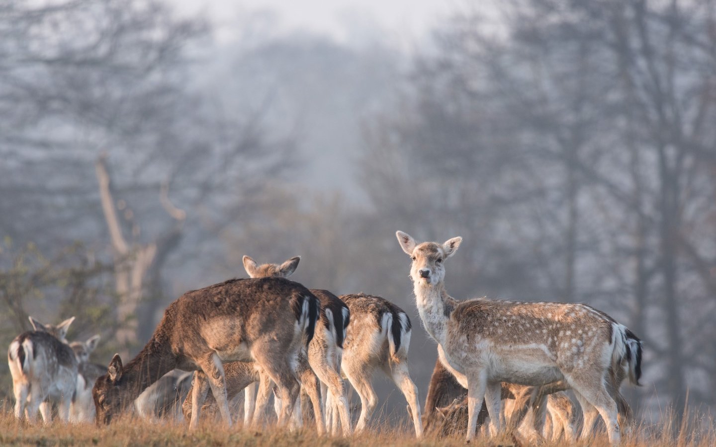 Обои природа, лес, олень, олени, nature, forest, deer разрешение 3840x2564 Загрузить