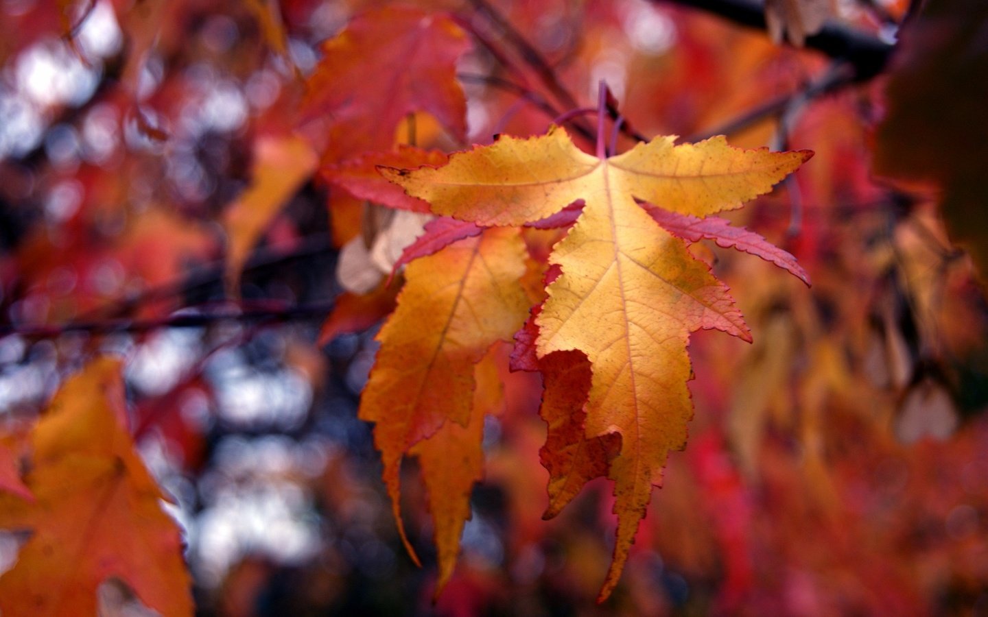 Обои природа, листья, осень, боке, nature, leaves, autumn, bokeh разрешение 1920x1200 Загрузить