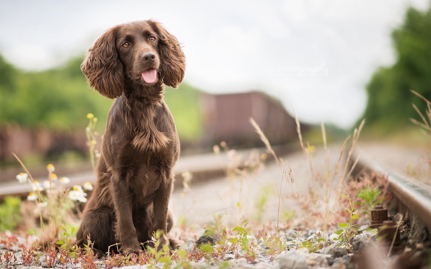 Обои трава, железная дорога, собака, язык, спаниель, irish water spaniel, grass, railroad, dog, language, spaniel разрешение 1920x1200 Загрузить