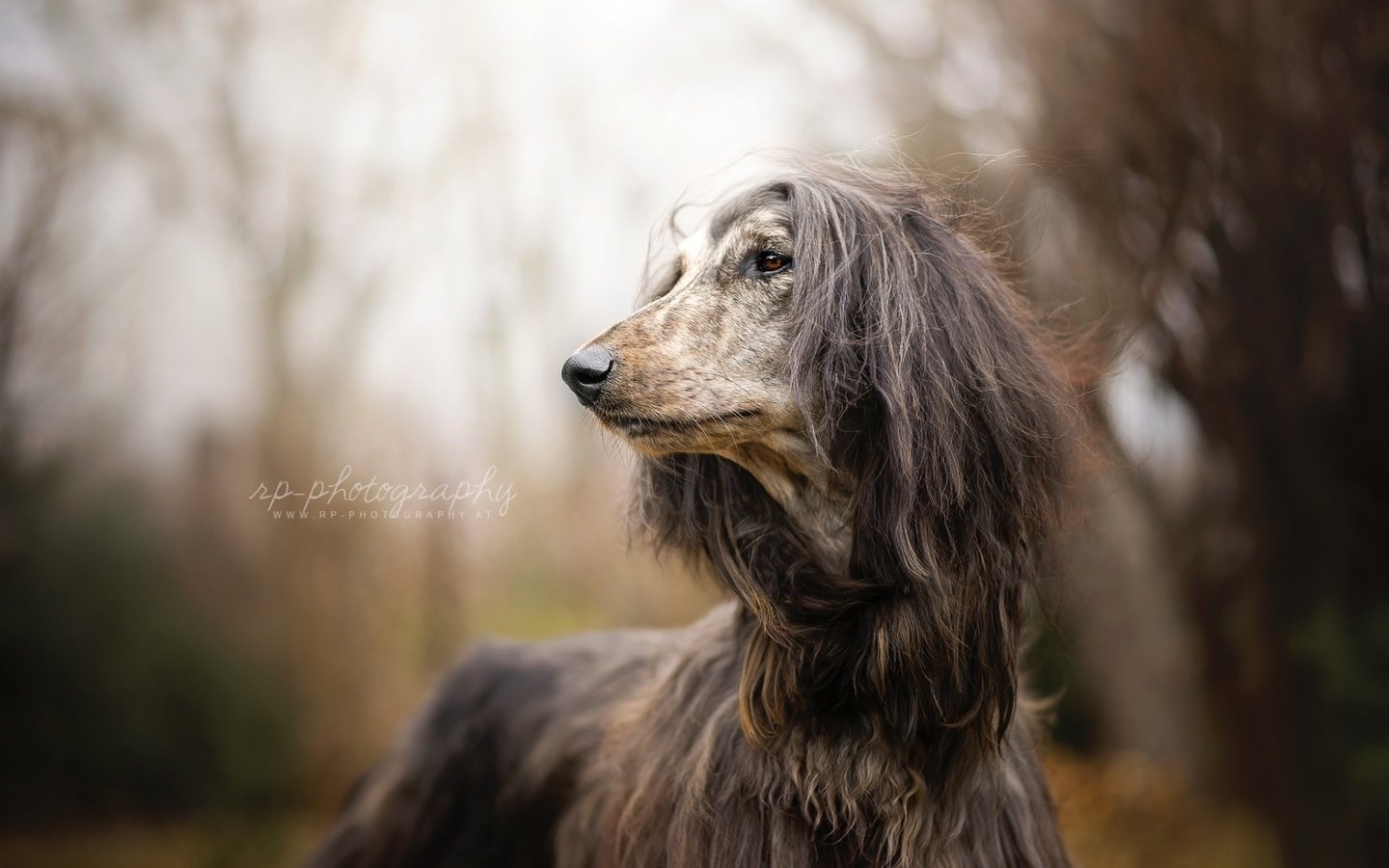 Обои взгляд, собака, афган, афганская борзая, look, dog, afgan, the afghan hound разрешение 1920x1200 Загрузить