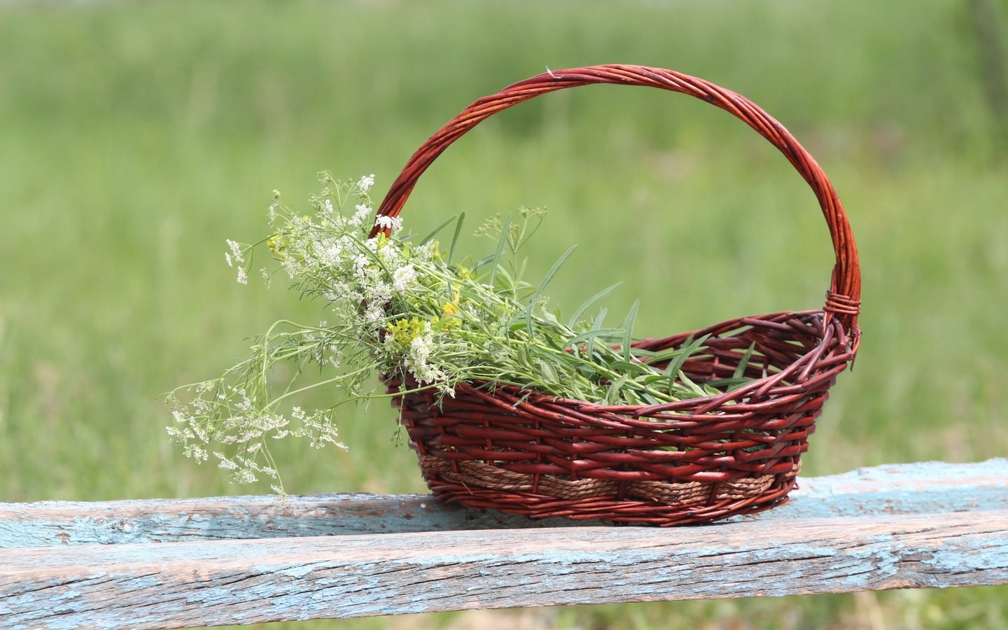 Обои фон, корзина, полевые цветы, лавочка, тысячелистник, background, basket, wildflowers, shop, yarrow разрешение 1920x1280 Загрузить