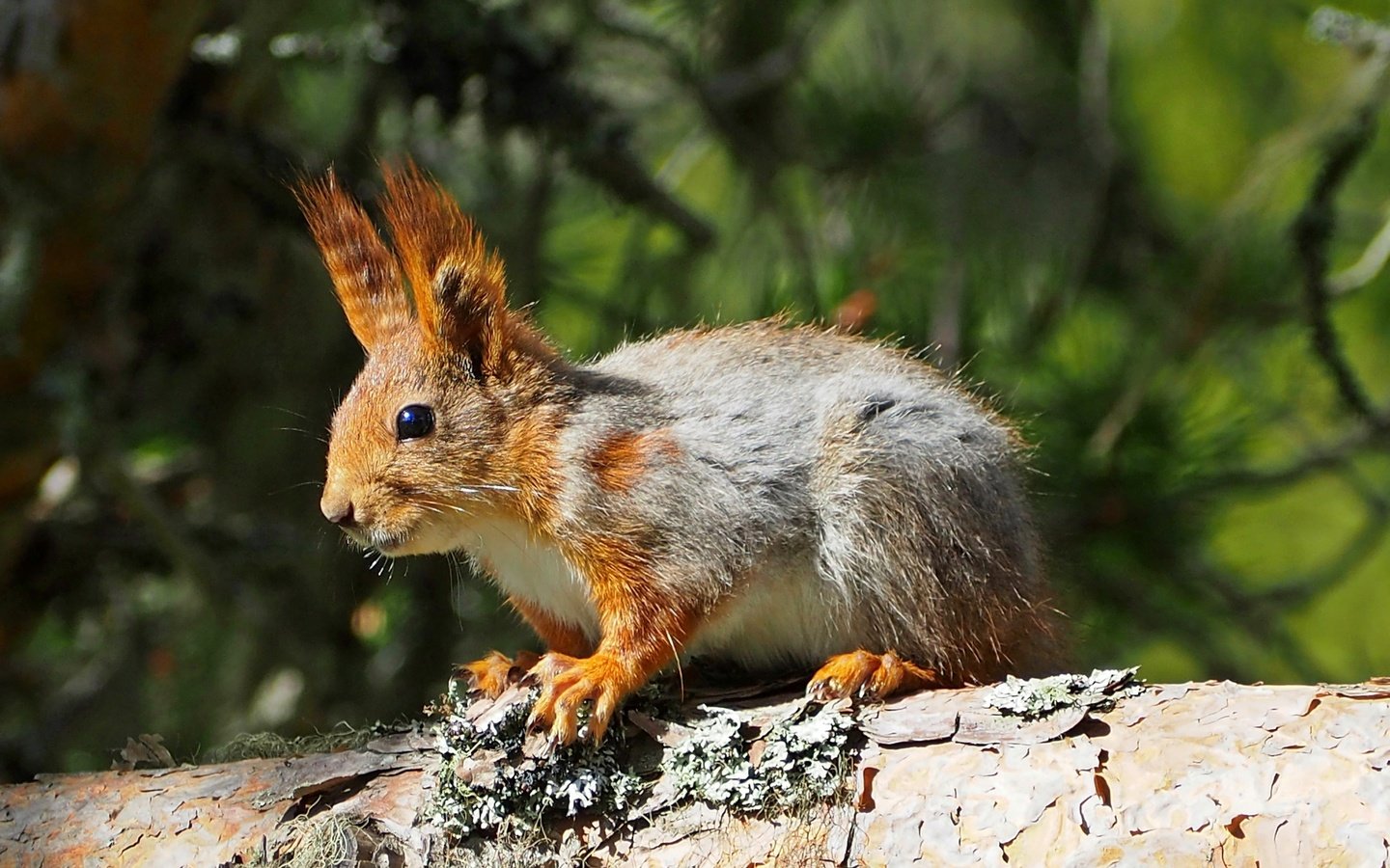 Обои дерево, животное, белка, зверек, белочка, грызун, tree, animal, protein, squirrel, rodent разрешение 4093x2786 Загрузить