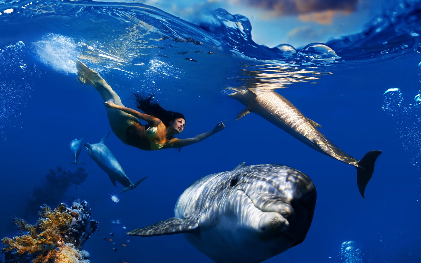 Обои дельфины, небо, подводный мир, облака, русалка, волны, плавает, море, рыбы, под водой, кораллы, пузырьки, dolphins, the sky, underwater world, clouds, mermaid, wave, floats, sea, fish, under water, corals, bubbles разрешение 3000x3000 Загрузить