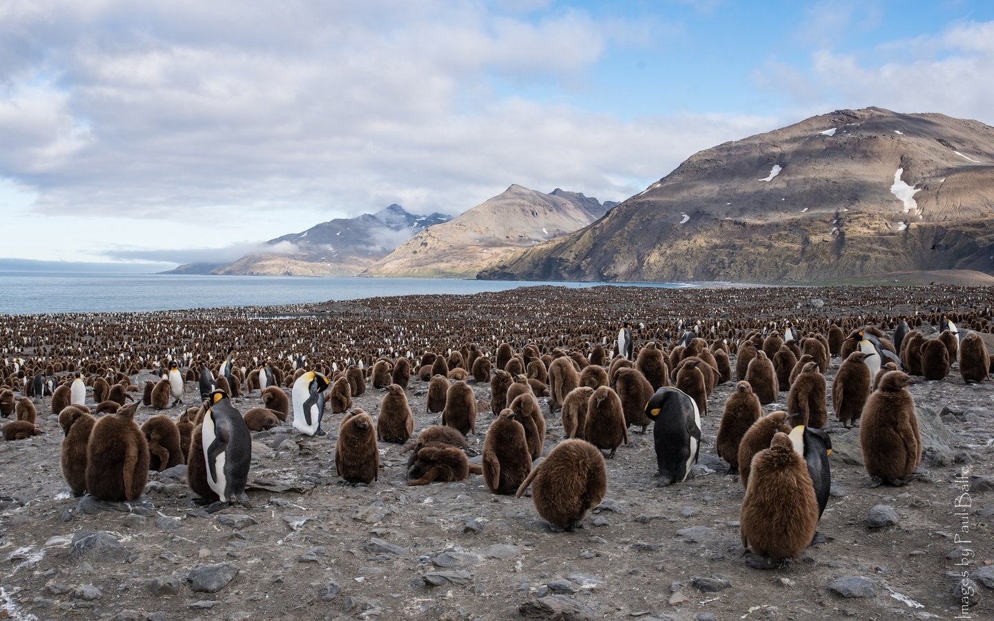 Обои птицы, пингвин, стая, пингвины, королевский пингвин, birds, penguin, pack, penguins, royal penguin разрешение 3840x2400 Загрузить