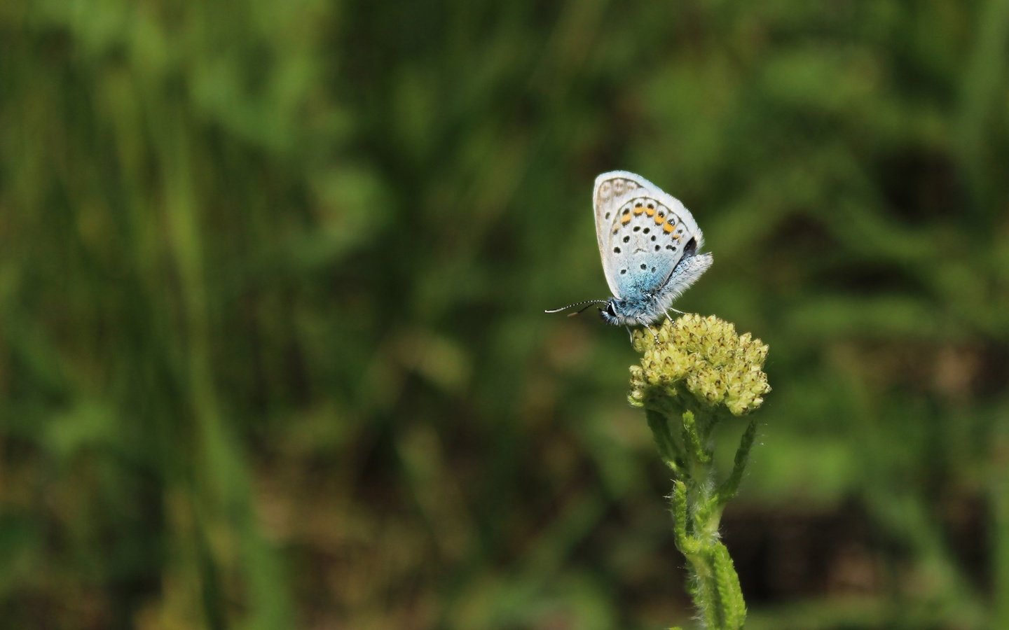 Обои трава, насекомое, бабочка, крылья, растение, grass, insect, butterfly, wings, plant разрешение 1920x1080 Загрузить