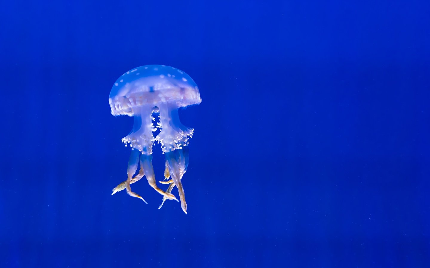 Обои вода, море, медуза, подводный мир, water, sea, medusa, underwater world разрешение 6000x4000 Загрузить